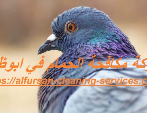 شركة مكافحة الحمام في ابوظبي |0508036816| طرد طيور